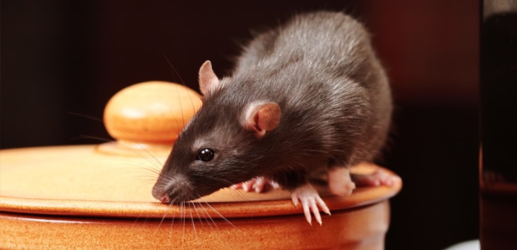 Rats and the hospitality industry